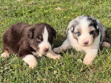 5 chiots Berger Australien à réserver non LOF février 2026