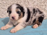 5 chiots Berger Australien à réserver non LOF février 2026