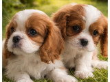 2 chiots Cavalier King Charles mâles blenheim LOF nés en février 2026 à réserver