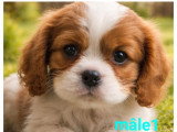 2 chiots Cavalier King Charles mâles blenheim LOF nés en février 2026 à réserver