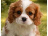 2 chiots Cavalier King Charles mâles blenheim LOF nés en février 2026 à réserver
