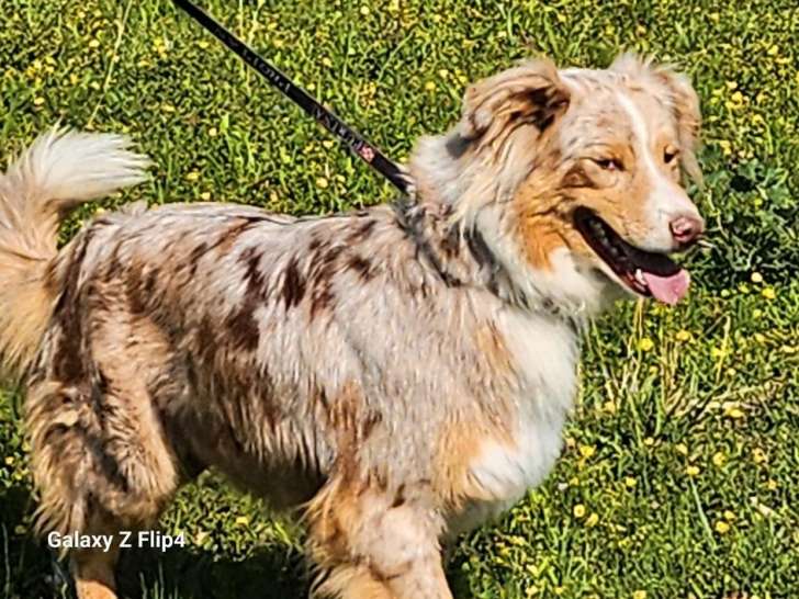 Chienne Berger Australien retraite d'élevage inscrite au LOF à vendre