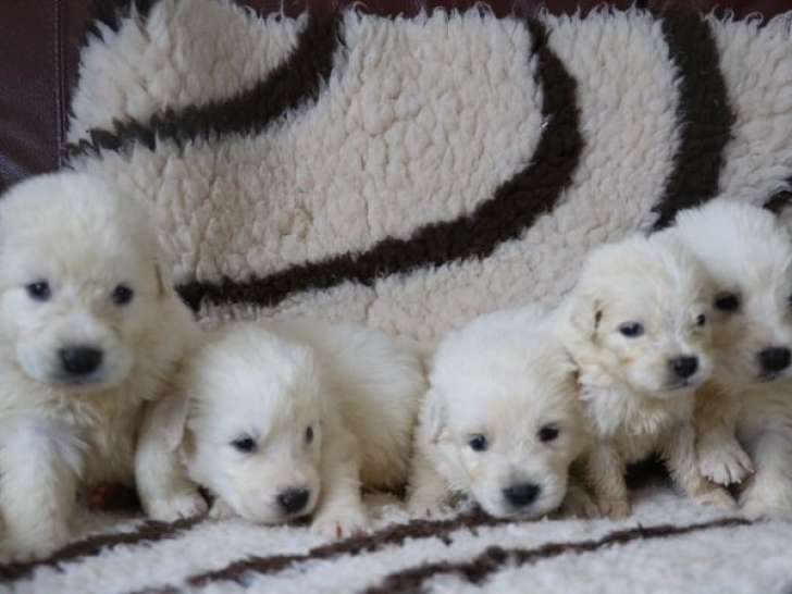 Portée de 5 chiots Berger des Tatras LOF à réserver