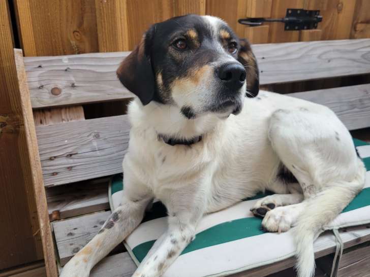 Chien adulte de type Setter Anglais Mâle à donner