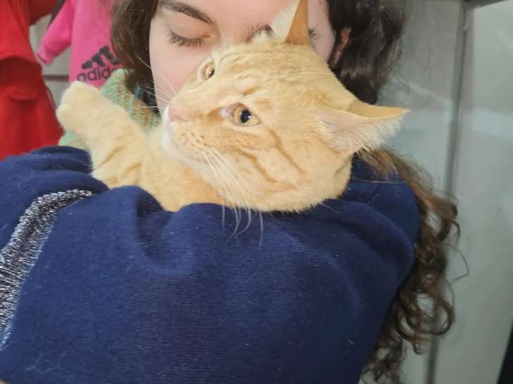 À la recherche d'une famille : chat de 3 ans