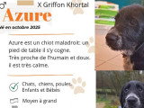 Prêt pour l'adoption : chiot mâle Griffon à poil dur Korthals noir et blanc de 6 mois
