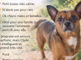Prêt pour l'adoption : chien au pelage bringé de 4 ans