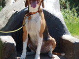 En attente d'adoption : chien Beagle Harrier tricolore de 2 ans