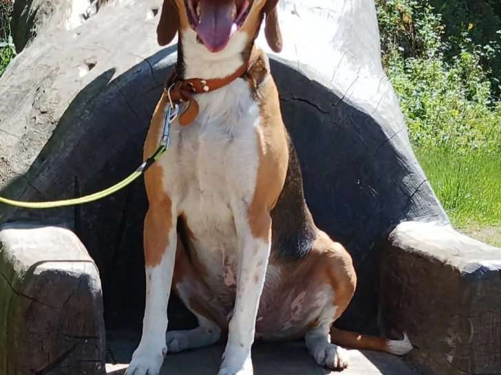 En attente d'adoption : chien Beagle Harrier tricolore de 2 ans