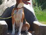 En attente d'adoption : chien Beagle Harrier tricolore de 2 ans
