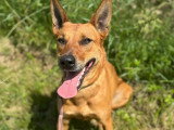 À accueillir : chienne fauve de 4 ans