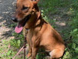 À accueillir : chienne fauve de 4 ans