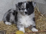 Chiot femelle Border Collie merle non LOF à réserver