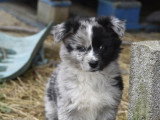 Chiot femelle Border Collie merle non LOF à réserver