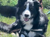 Mâle Border Collie disponible pour saillie