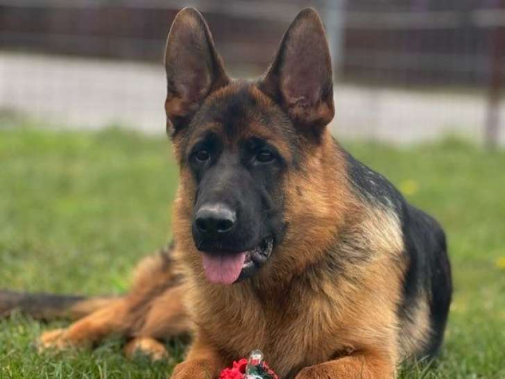 Chiot mâle Berger Allemand LOF à réserver, né août 2025