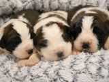 7 chiots Saint Bernards LOF tricolores poils longs à réserver