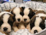 7 chiots Saint Bernards LOF tricolores poils longs à réserver