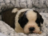 7 chiots Saint Bernards LOF tricolores poils longs à réserver