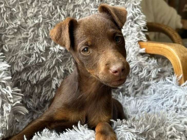 Chiot femelle Jagd Terrier marron et feu à vendre non LOF