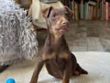 Chiot femelle Jagd Terrier marron et feu à vendre non LOF