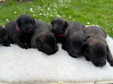 Portée de 6 chiots Berger Belge Malinois non LOF à réserver