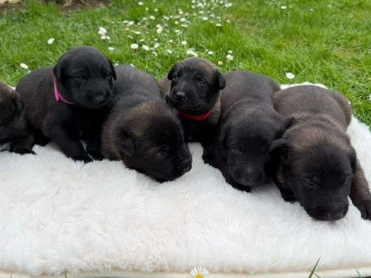Portée de 6 chiots Berger Belge Malinois non LOF à réserver