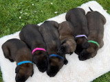 Portée de 6 chiots Berger Belge Malinois non LOF à réserver