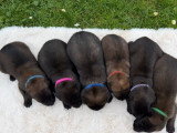 Portée de 6 chiots Berger Belge Malinois non LOF à réserver