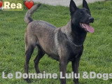 Portée de 6 chiots Berger Belge Malinois non LOF à réserver