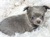 2 chiots Chihuahua mâles lilas lavande poils longs non LOF à vendre