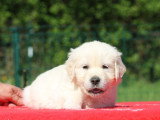 2 chiots Golden Retriever mâles LOF nés en février 2026 à vendre