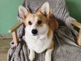Chienne Welsh Corgi Pembroke LOF 3 ans à vendre
