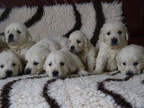 Portée de 6 chiots Golden Retriever mâles LOF nés en février 2026 à réserver