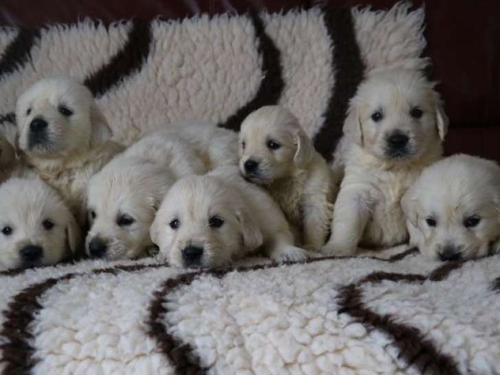 Portée de 6 chiots Golden Retriever mâles LOF nés en février 2026 à réserver