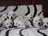 Portée de 6 chiots Golden Retriever mâles LOF nés en février 2026 à réserver