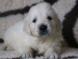 Portée de 6 chiots Golden Retriever mâles LOF nés en février 2026 à réserver