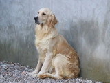 Portée de 6 chiots Golden Retriever mâles LOF nés en février 2026 à réserver