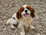 2 chiots Cavalier King Charles à réserver LOF blenheim et tricolore