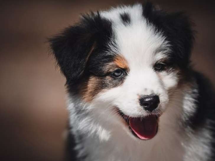 Portée de 9 chiots Berger Australien LOF nés en février 2026 à réserver