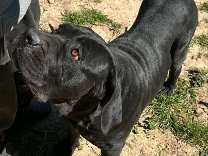 Chienne Cane Corso LOF stérilisée à vendre née mai 2024