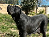 Chienne Cane Corso LOF stérilisée à vendre née mai 2024