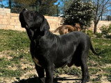 Chienne Cane Corso LOF stérilisée à vendre née mai 2024