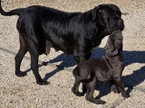 Chienne Cane Corso LOF stérilisée à vendre née mai 2024
