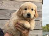 2 chiots Golden Retriever non LOF à vendre, nés en février 2026