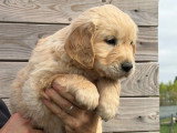 2 chiots Golden Retriever non LOF à vendre, nés en février 2026
