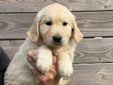 2 chiots Golden Retriever non LOF à vendre, nés en février 2026