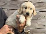 2 chiots Golden Retriever non LOF à vendre, nés en février 2026