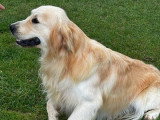 2 chiots Golden Retriever non LOF à vendre, nés en février 2026