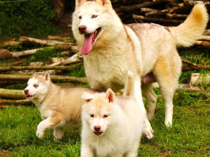 2 chiots Husky de Sibérie LOF à réserver mâle et femelle de février 2026